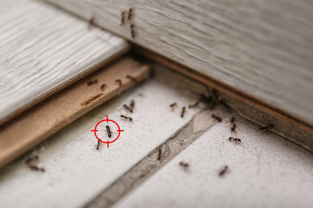 Best Pest Removal Services  in Daleville, IN