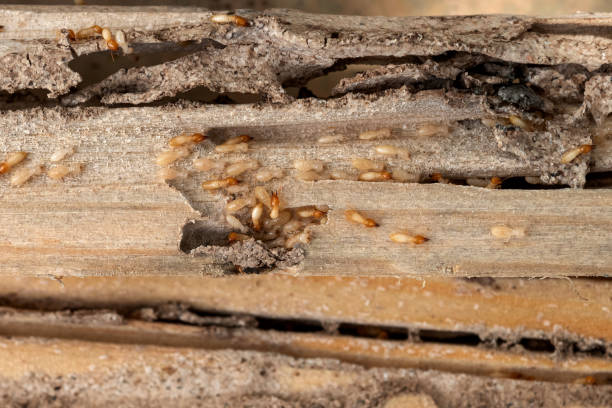 Best Local Pest Control Services  in Daleville, IN